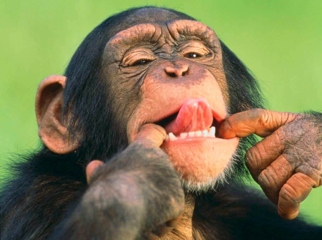 La política del chimpancé