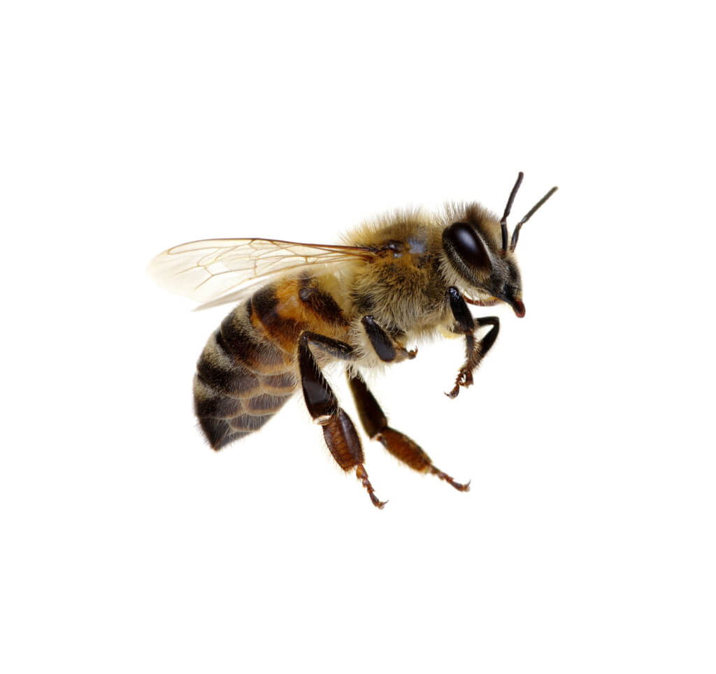 Espalda con espalda junto a las abejas
