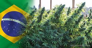 Cannabis en el Mercosur. Brasil, cannabis de Deus.  por Guillermo Raffo